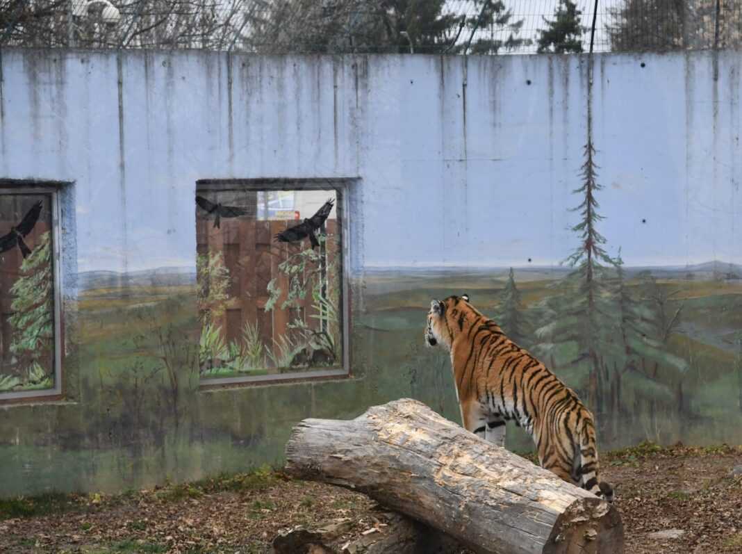 Tygrysy to jedne ze zwierząt budzace największą ciekawość w zamojskim ZOO.